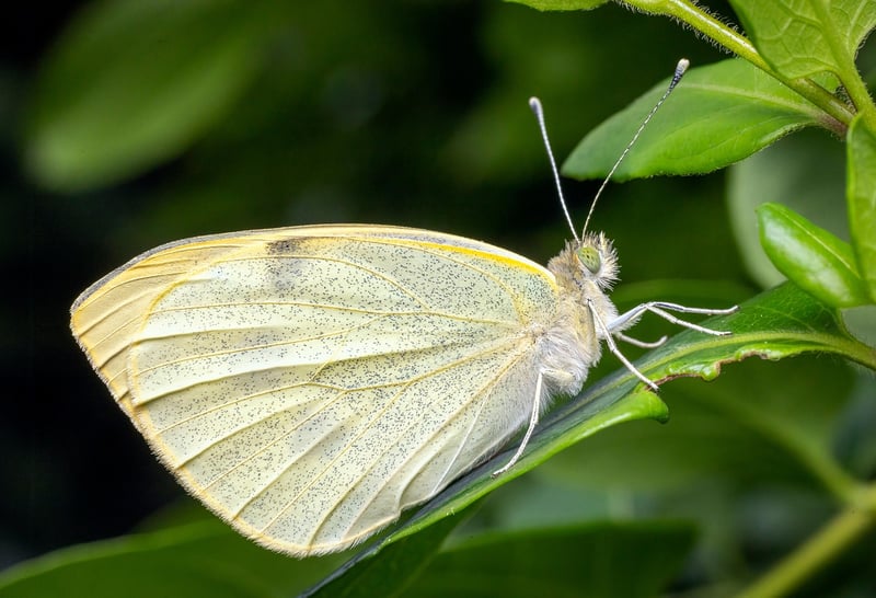 Butterfly Effect Mitigation