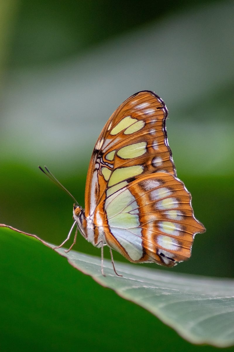 Butterfly Image